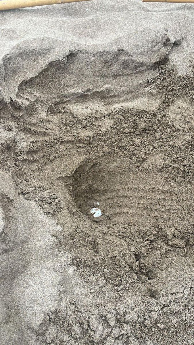 🌊 El Parc Natural del Delta de l’Ebre bat rècord històric!

🐢 S’ha trobat el 6è niu de la temporada en aquest parc natural, que es consolida com un espai essencial per a la reproducció d’aquesta espècie

🥚El niu conté 113 ous: 20 s’incubaran artificialment al CRAM i 8, al