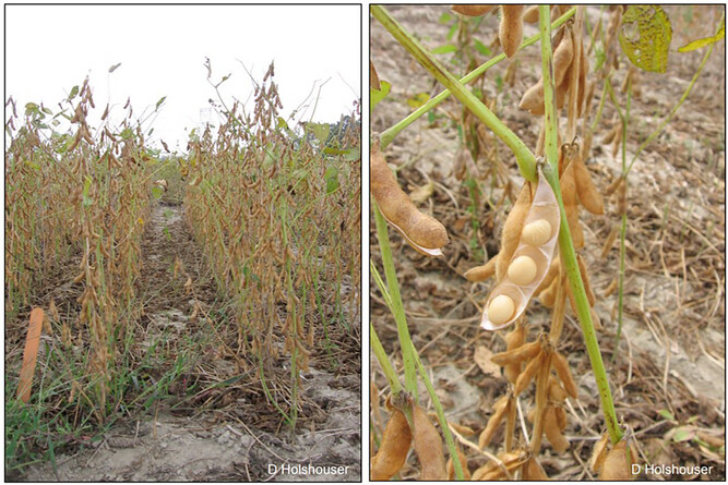 🌱 Why are your soybean stems still green at harvest?
A new diagnostic guide explains green stem—a physiological disorder where stems stay green even after pods mature. Learn what causes it, which varieties are prone, and how to manage it in the field.
🔗 doi.org/10.1002/cft2.7…