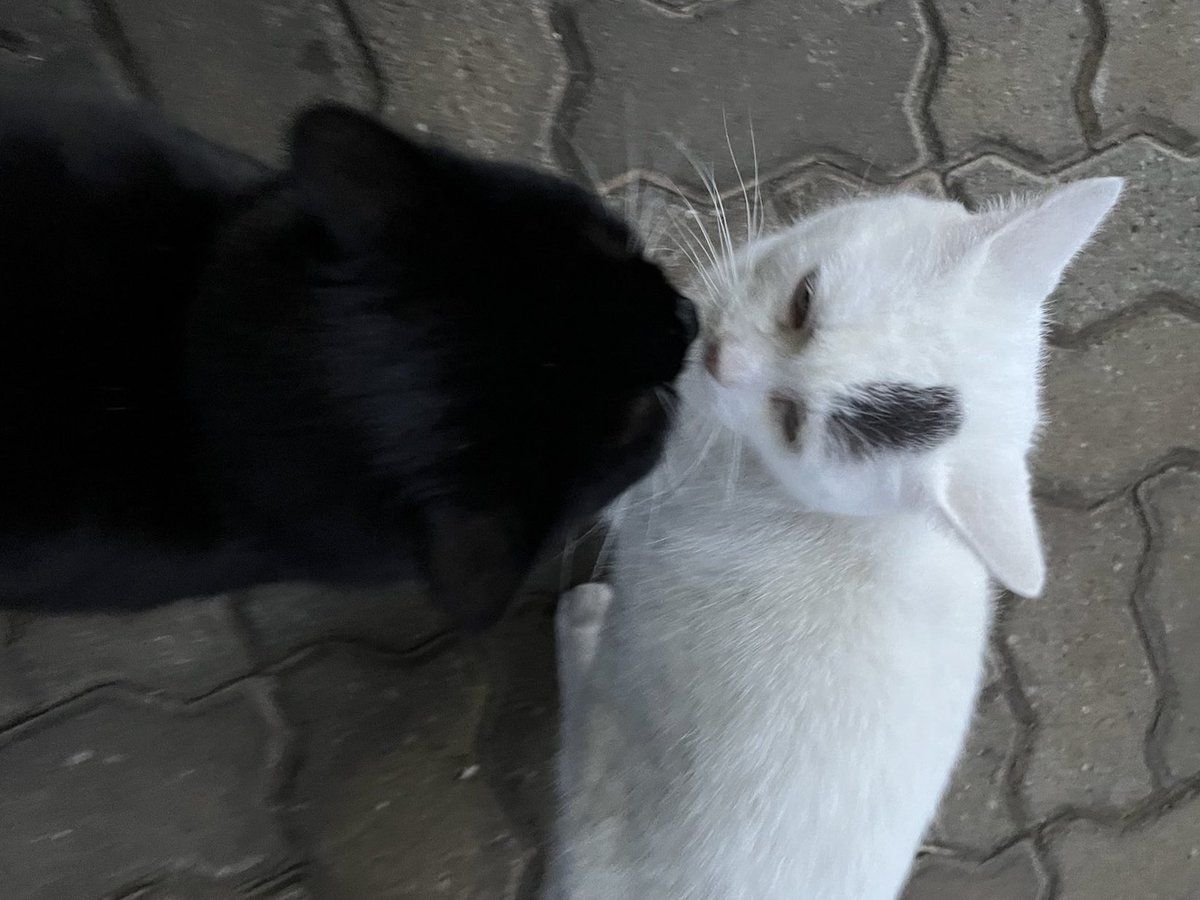 half_straycat's tweet image. KISs KiSS KIsS 🖤💋🤍