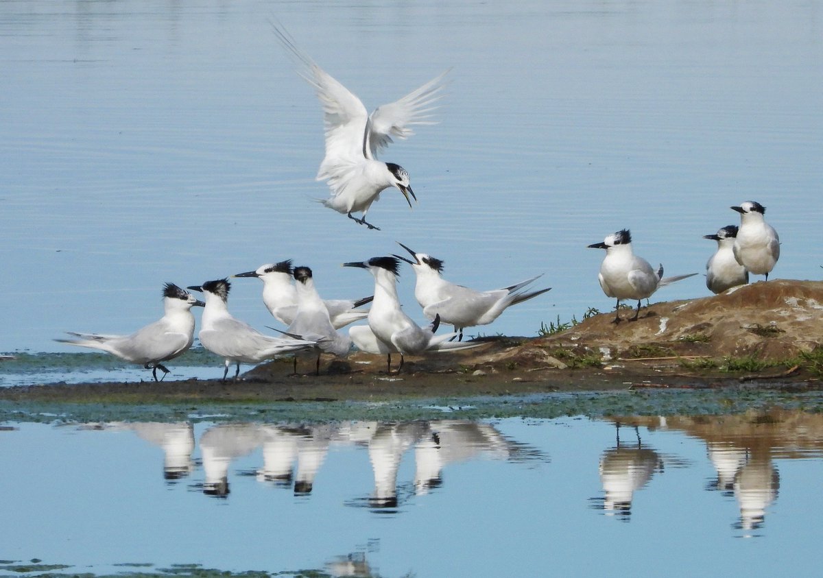CRCuthbert's tweet image. Another view of some of the Sandwich Tern flock at Minsmere, Suffolk, this week, adults and young, so much going on, and lots of loud calling... for the sound experience watch my video! (21st July 2025)
@RSPBMinsmere @RSPBEngland