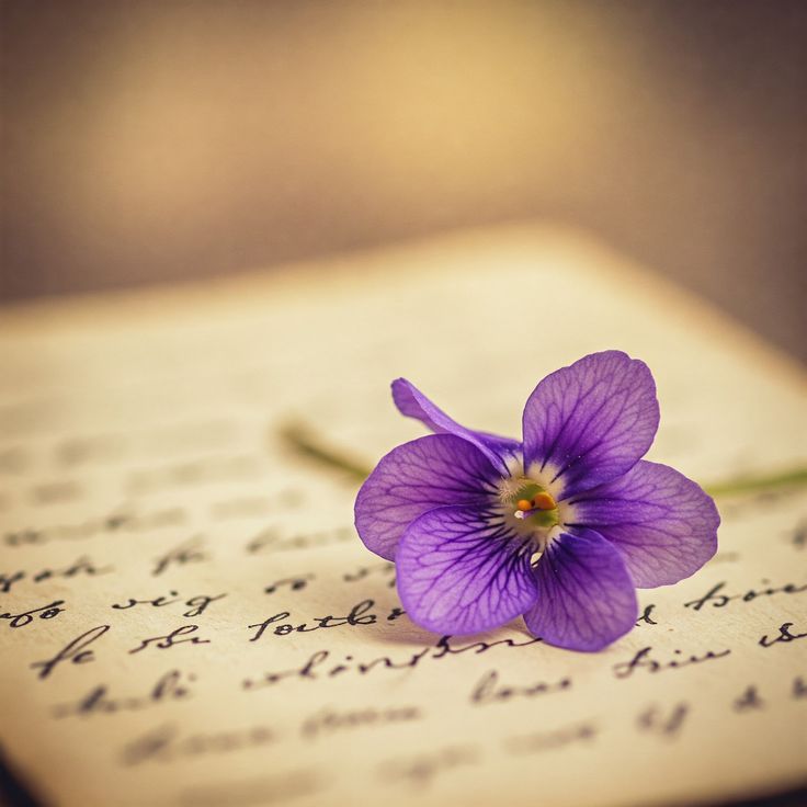Wildflower2107's tweet image. Dear me,
Do you remember
The lone #violet
That blooms quietly
Behind the old willow?
It still blooms on time.
Demure and bright
The violet always reminds
Of the unspoken violence
That purple speaks of.
With love, I wish to let
You know, you are
Within the lone violet.
#vss365