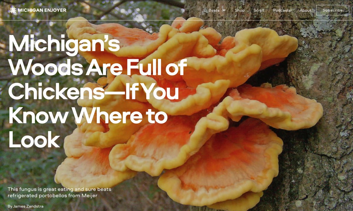 mich_enjoyer's tweet image. "Chicken of the Woods is a wonderful mushroom for newbie foragers because of its unmistakable appearance. It’s a bright yellow-orange when young, which sticks out against the deep greens of the late summer Michigan woods."
Read the full piece by James Zandstra (@TheFairChase1)…