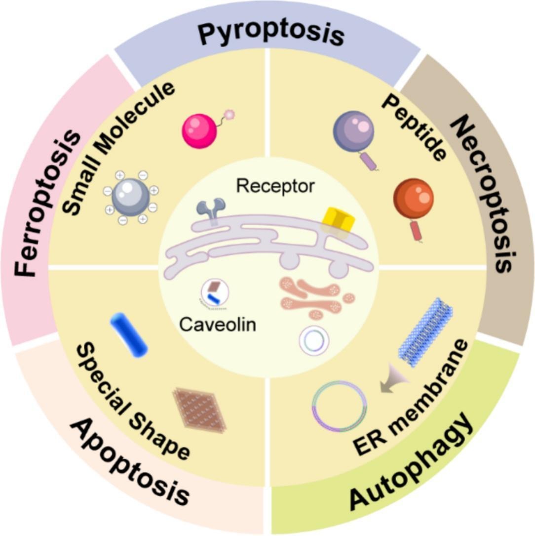 JCRnEDITORS's tweet image. Endoplasmic reticulum-targeted strategies for programmed cell death in cancer therapy: Approaches and prospects.
| Yong Gan, Shanghai Institute of Materia Medica |
[50 days&apos; free access]
#EndoplasmicReticulum #TargetedDelivery 
kwnsfk27.r.eu-west-1.awstrack.me/L0/https:%2F%2…