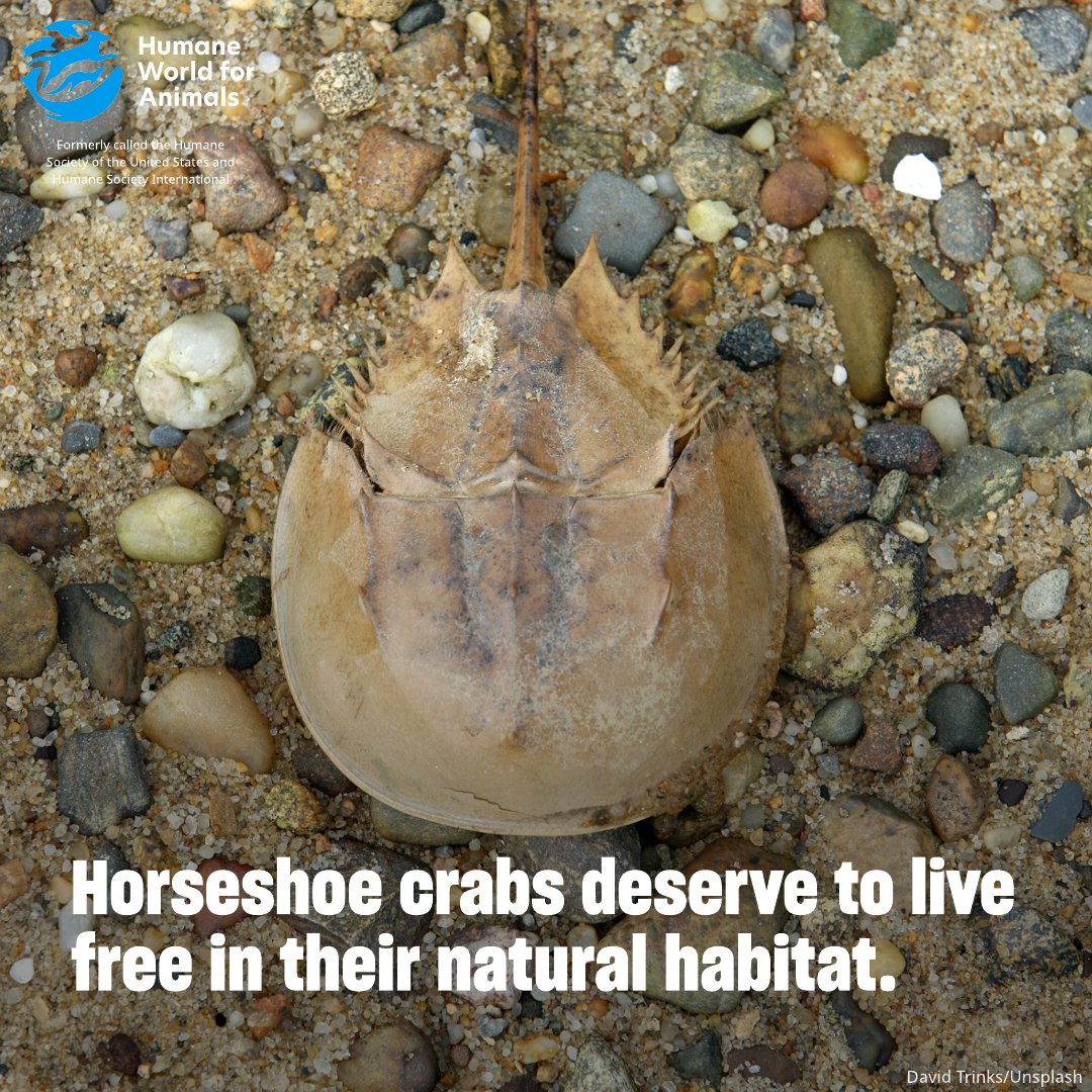 humaneworldeat's tweet image. Horseshoe crabs are exploited for their blue blood in medical testing, even though reliable non-animal options exist! 🦀🔬
🌊 Time to turn the tide & end this unnecessary practice.
Sign our petition—help create a safe future for humans & horseshoe crabs! secure.humaneworld.org/page/173230/ac…