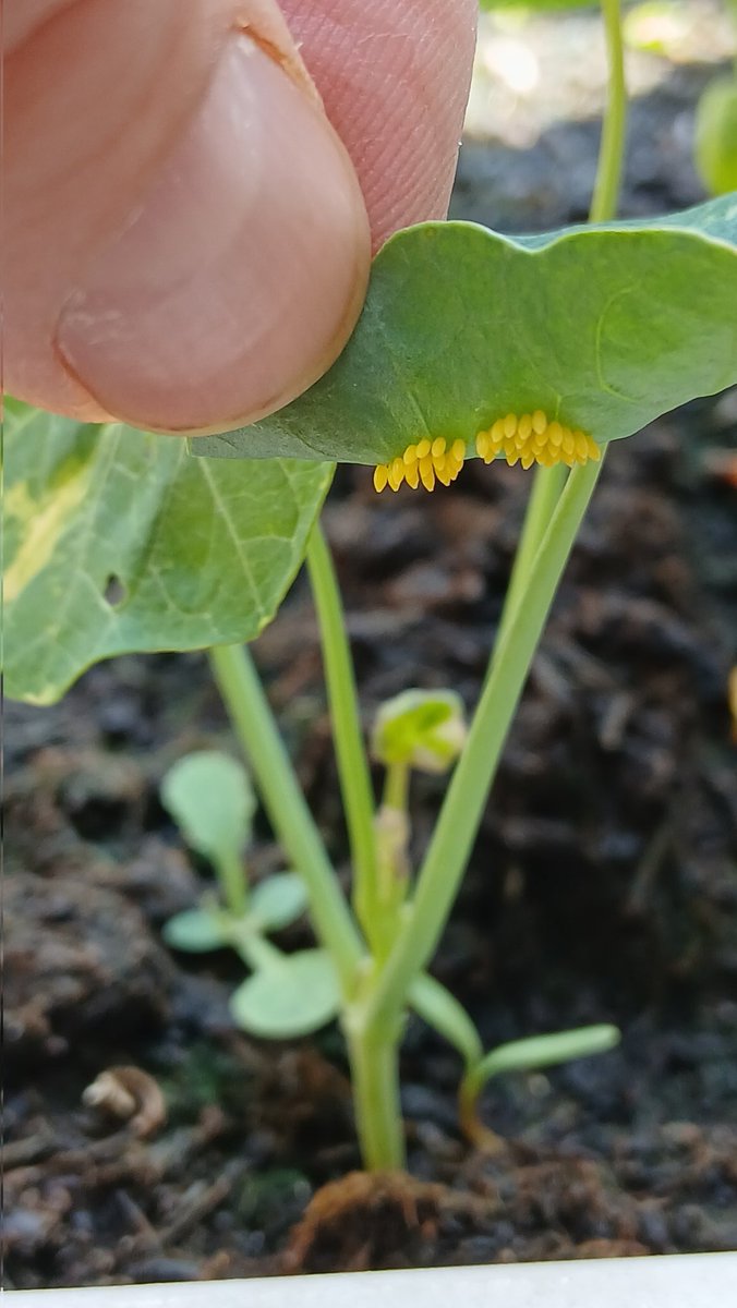Land2Nature's tweet photo. #butterfly #caterpillars #rewilding https://t.co/wdDBuYMR4t