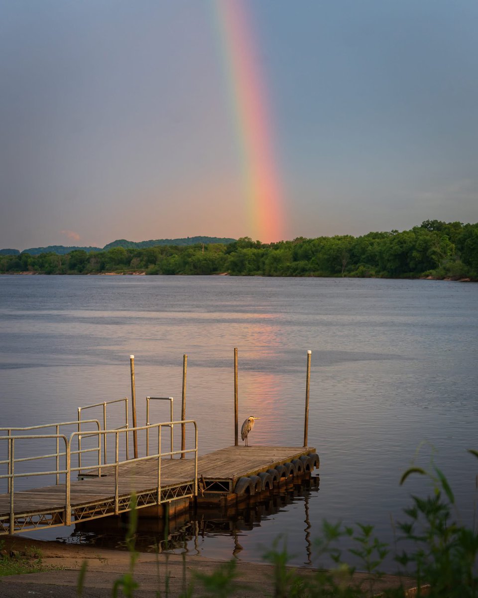 CamHopmanWx's tweet image. A heron stands against the soft reflection of a rainbow as seen in Mazomanie this morning. #wiwx 
📷 Debi Sergenian Wankerl