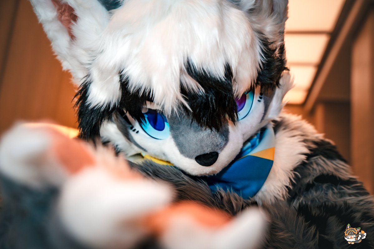 말보다 더 솔직한 건…
 가만히 있을 때예요.
📸<a href="/Hunter_TAT/">id丶Hunter</a>
#furry #FursuitFriday #fursuit #kemono #furmony