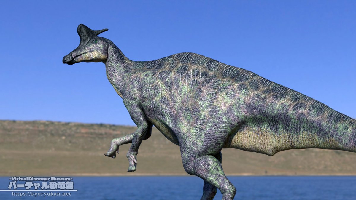 k_fujimiya's tweet image. #バーチャル恐竜図鑑 更新しました🦕
今回は、変わったトサカのカモノハシ竜『#ランベオサウルス』を紹介!!
図鑑掲載のためにモデルを作り直しました~
zukan.kyoryukan.net/dinosaurs/lamb…
#Lambeosaurus #dinosaur #paleoart #恐竜