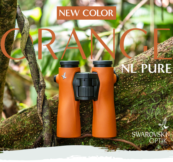 New Models in Stock:
Swarovski NL Pure Binoculars deliver the widest field of view ever offered by Swarovski—paired with stunning clarity and vibrant color thanks to SWAROVISION technology. Choose from 8x42, 10x42, or 12x42 models.

eurooptic.com/swarovski-nl-p…