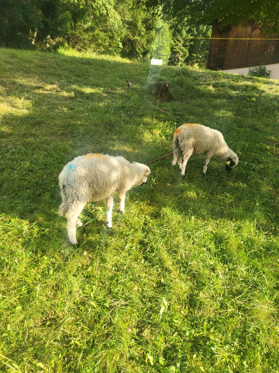 VClubSandwich's tweet image. Good morning. We took the Dollies out for some grass today (little known fact, she&apos;s actually a clone!) How&apos;s the vtuber community on Twitter feeling today?