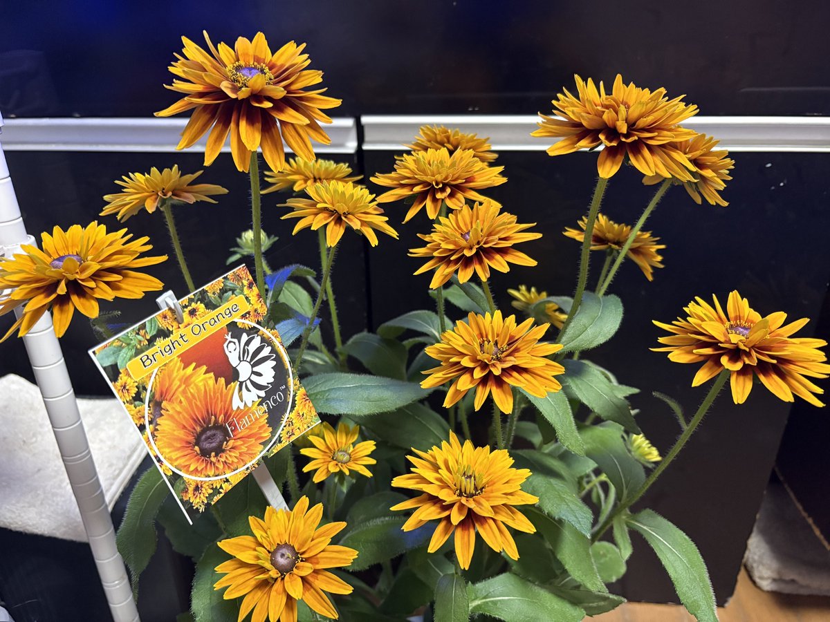 0618_chacha's tweet photo. 花屋さんで一目惚れ😅
ルドベキアフラメンコです🌼
これも勝手に、チッたんの花です🌼

この時期の移植は不安なので、鉢ごと半地植えにしようかと考えてます😽 https://t.co/Pkq19YzOgk