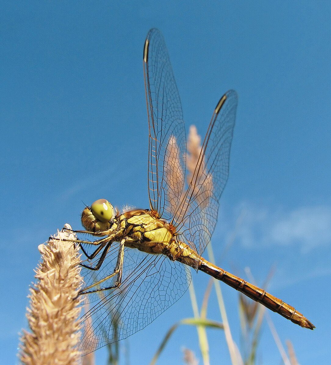 92michael's tweet image. Let’s talk about the Dragon fly.
In one of my super ancient past lives. I was a scientist. And in that life I helped give the dragon fly its ability to predict what would happen in the future.
Im not sure if modern entomology is aware that dragon flies can predict the future?…