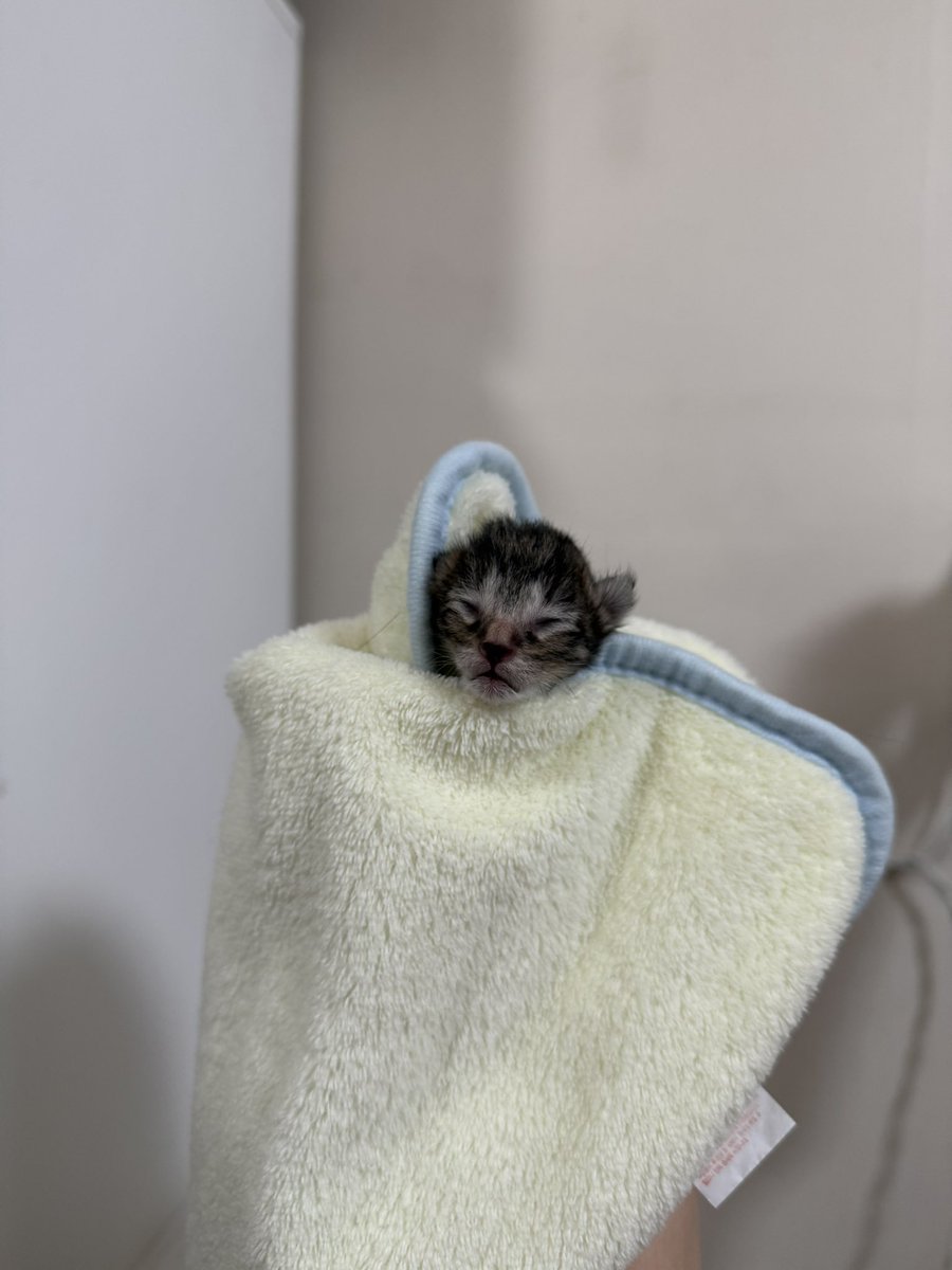 kimdoaeng's tweet image. 이 두 고양이가.. 다른 고양인데요? 구분을 못하겠어요 구분하실 수 있는 분 팁 좀 주세요
#입양문의는프로필링크참고❤️
#임보냥_새콤 #임보냥_상콤 #입양홍보