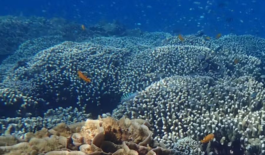 reef_research's tweet image. CORAL REEF PERSPECTIVE: The beauty of coral reefs is key to their survival – so we came up with a way to measure it
theconversation.com/the-beauty-of-…
Why do people care about coral reefs? Why does their damage cause such concern and outrage? What drives people to go to great lengths to…