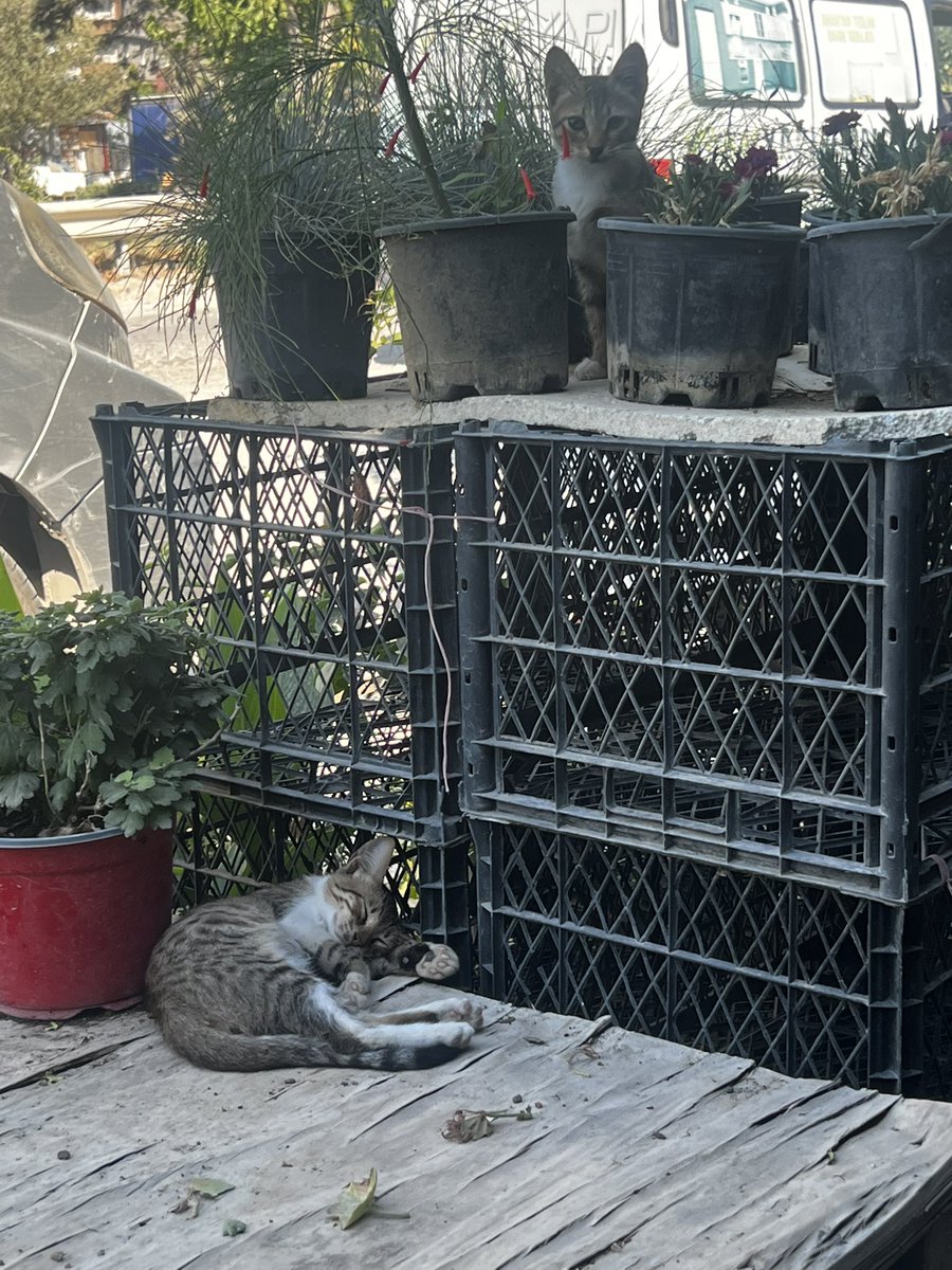 Yezid soyundan gelenlerin dediklerine bakmayın, verdiğiniz bir damla su belki de sizi cehennemden uzak tutacak büyük bir sevaptır…
Havalar cehennem gibi sıcak, siz kalbinizi cennet gibi serin tutun ve yaratılan her cana merhamet edin…

#BirKapSu
#SokakHayvanlarıSahipsizDeğil