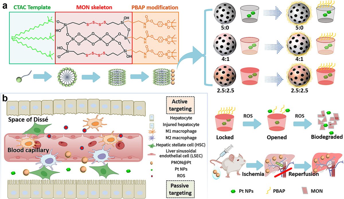 JCRnEDITORS's tweet image. Prevention of hepatic ischemia-reperfusion injury by reactive oxygen species-responsive nanozymes.
| Heran Li, China Medical Univ. |
[50 days&apos; free access]
#nanozyme #ReactiveOxygenSpecies 
kwnsfk27.r.eu-west-1.awstrack.me/L0/https:%2F%2…