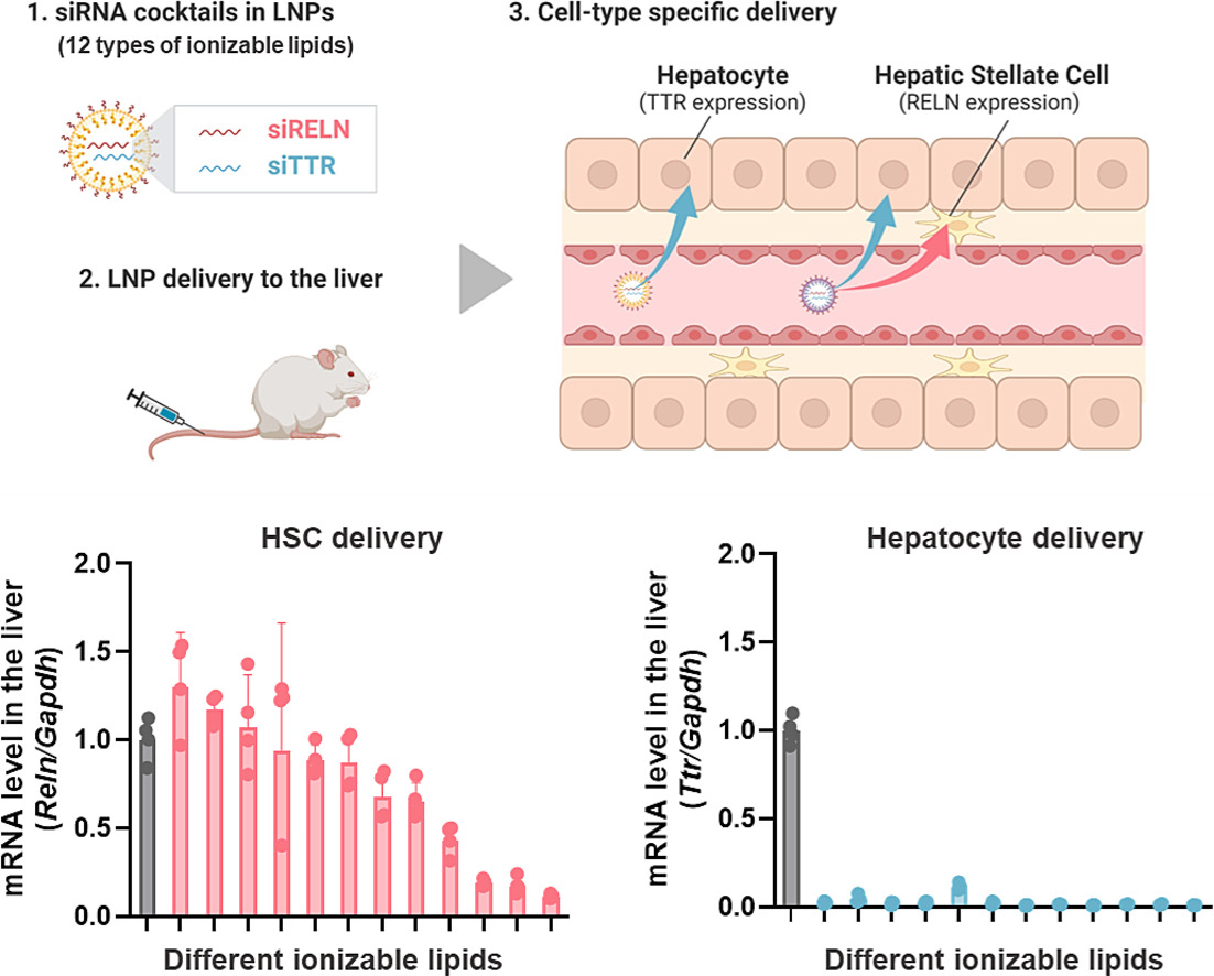 JCRnEDITORS's tweet image. Ionizable lipid chemistry in lipid nanoparticles determines delivery efficiency to hepatic stellate cells.
| Yuta Suzuki, Eisai Co. | 
[50 days&apos; free access]
#LipidNanoparticle #IonizableLipid #StellateCell
kwnsfk27.r.eu-west-1.awstrack.me/L0/https:%2F%2…