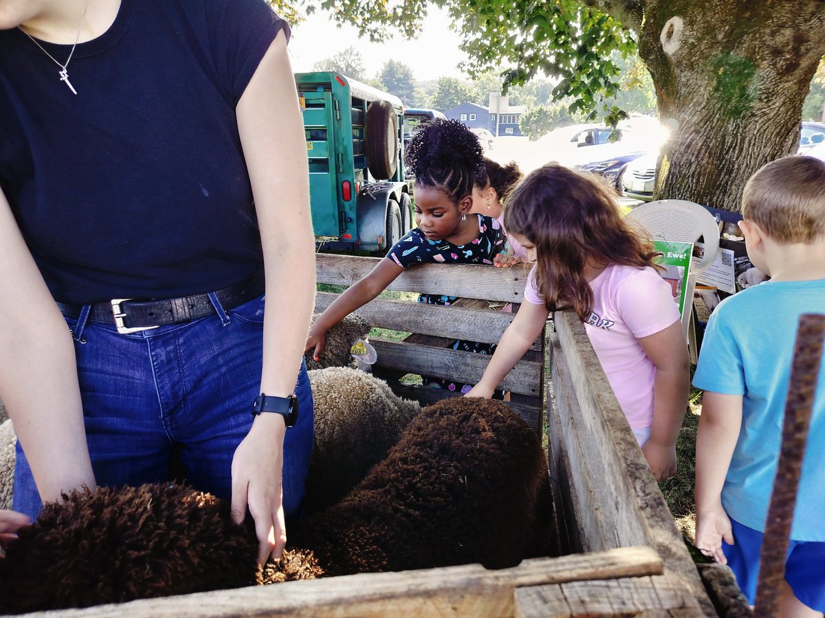 Super Shave (@mr_shave_tis) on Twitter photo My sheep are here! Our Patchwork Pastures Farm ewes are visiting TIS during the Summer Learning Academy as a culminating activity for Down on the Farm! #FarmLife #agriculture
#arlingtonspirit #aginclassroom
<a href="/MrsRosselli/">Dr. Melissa Rosselli</a> <a href="/AITCtweets/">National Agriculture in the Classroom</a> <a href="/ArlingtonCSD/">Arlington Schools NY</a> My sheep are here! Our Patchwork Pastures Farm ewes are visiting TIS during the Summer Learning Academy as a culminating activity for Down on the Farm! #FarmLife #agriculture
#arlingtonspirit #aginclassroom
<a href="/MrsRosselli/">Dr. Melissa Rosselli</a> <a href="/AITCtweets/">National Agriculture in the Classroom</a> <a href="/ArlingtonCSD/">Arlington Schools NY</a>
