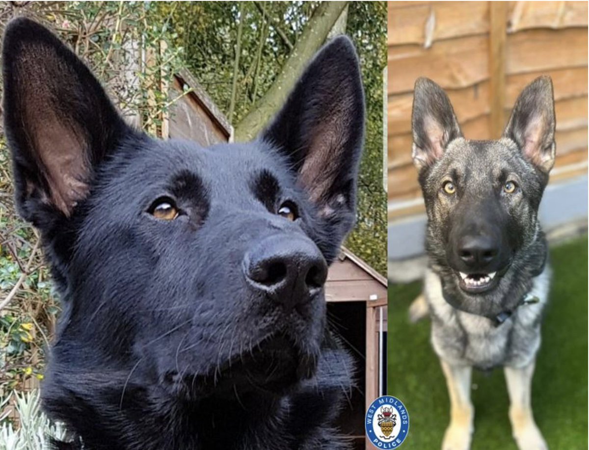 PoliceMutual's tweet image. It was another busy shift for two of @WMPolice finest PD Wez and Jack. The hero hounds found a suspect with a knife hiding in some bushes and recovered stolen property. Great going, you two!
orlo.uk/6eUFU