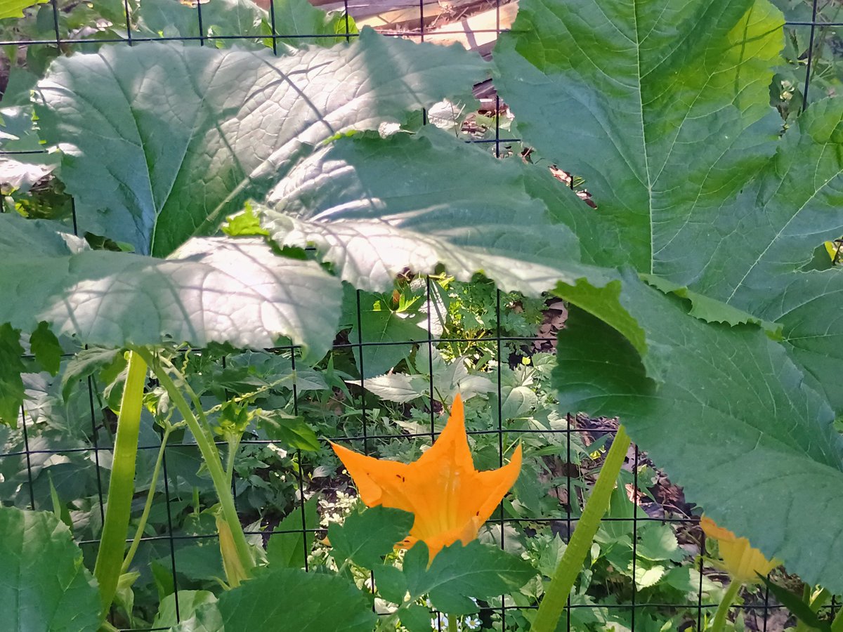 ArielleSelya's tweet image. Various melons and gourds growing in my garden and out of my compost pile.
Not entirely sure whether they are cantaloupe, pumpkins, or butternut squash (probably some of each), but I'm excited to find out!