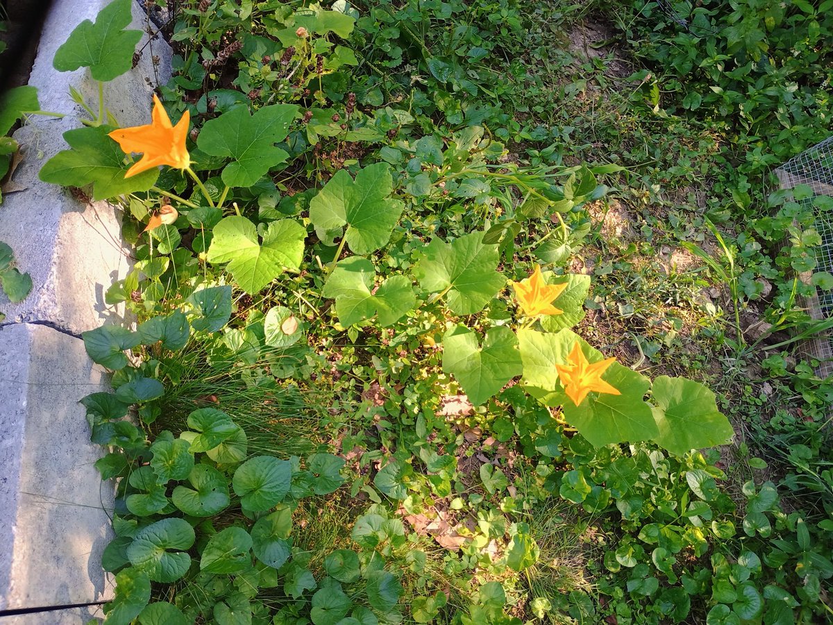 ArielleSelya's tweet image. Various melons and gourds growing in my garden and out of my compost pile.
Not entirely sure whether they are cantaloupe, pumpkins, or butternut squash (probably some of each), but I'm excited to find out!