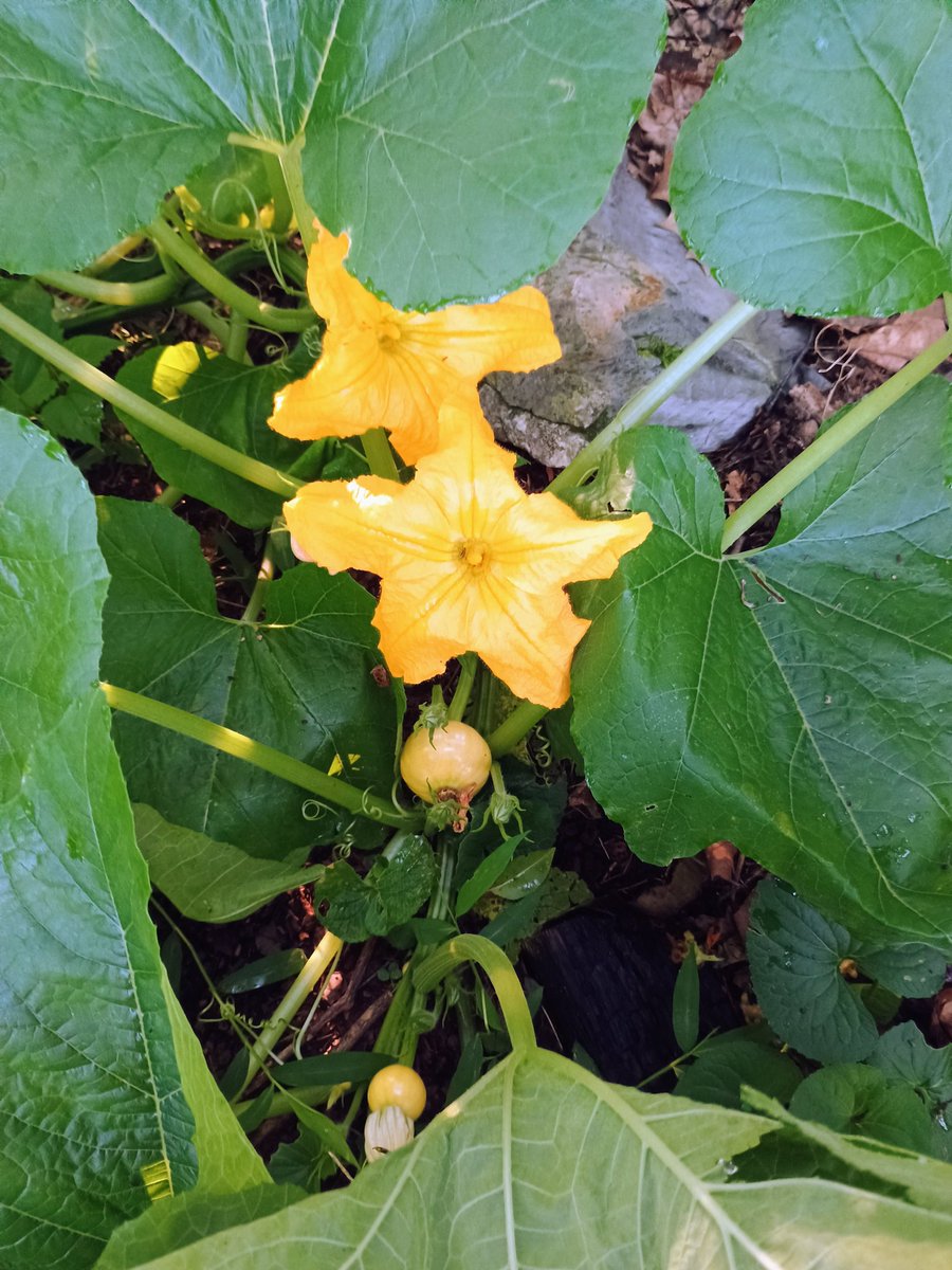 ArielleSelya's tweet image. Various melons and gourds growing in my garden and out of my compost pile.
Not entirely sure whether they are cantaloupe, pumpkins, or butternut squash (probably some of each), but I'm excited to find out!