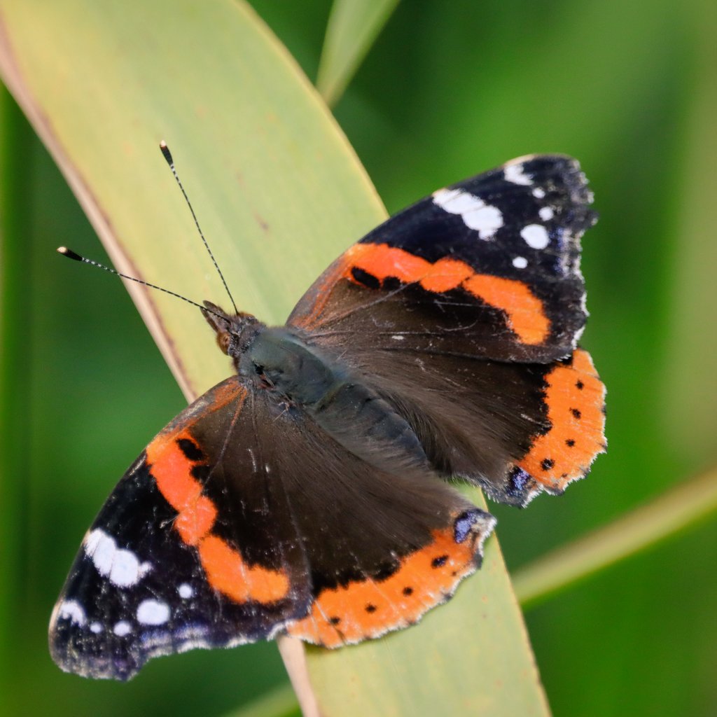 PhilRay62's tweet photo. Red admiral and a Comma butterfy on purple loosestrife for the #BigButterflyCount @savebutterflies at #MagorMarsh #GwentLevels this morning  (with a bonus grab shot of a water vole!) This morning. @GwentWildlife  #wildlifephotography  #TwitterNatureCommunity #NaturePhotography https://t.co/BITahcJnQW