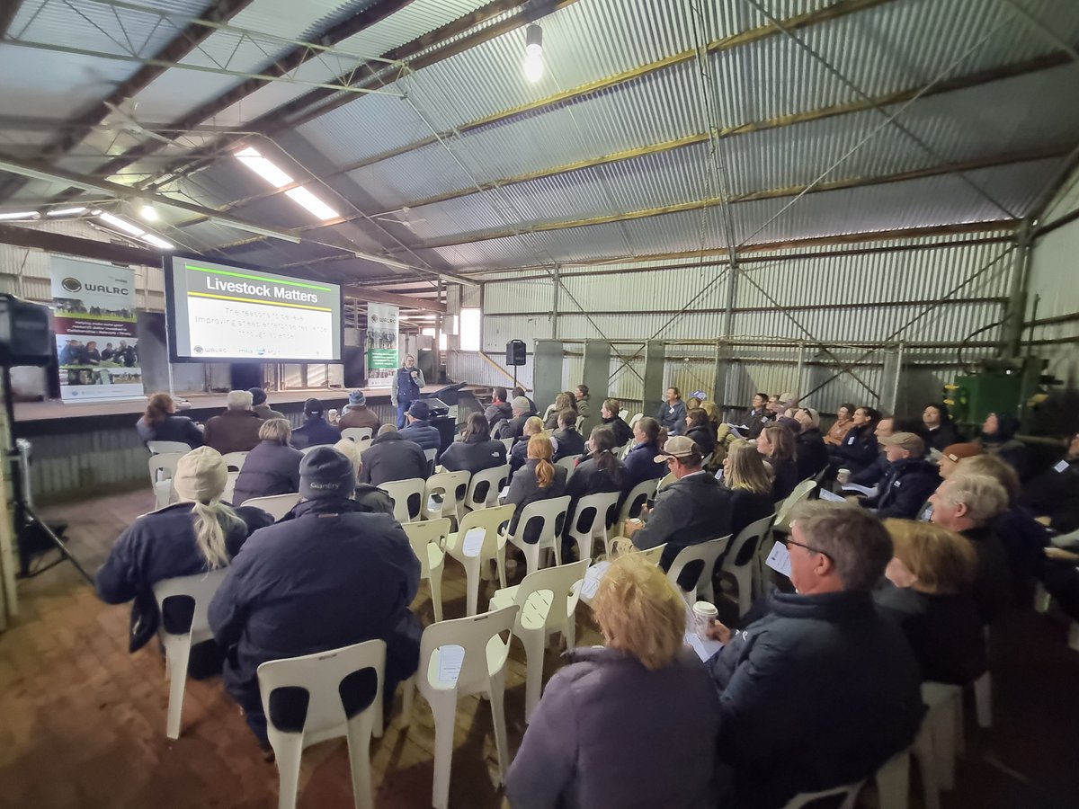 WALRC1's tweet image. 80+ people joined us today at Livestock Matters Walebing for a fantastic day of learning, sharing &amp;amp; connection. Big thanks to everyone who attended, asked questions &amp;amp; contributed to such a vibrant and valuable forum. We’re doing it all again tomorrow in Gingin. See you there!
