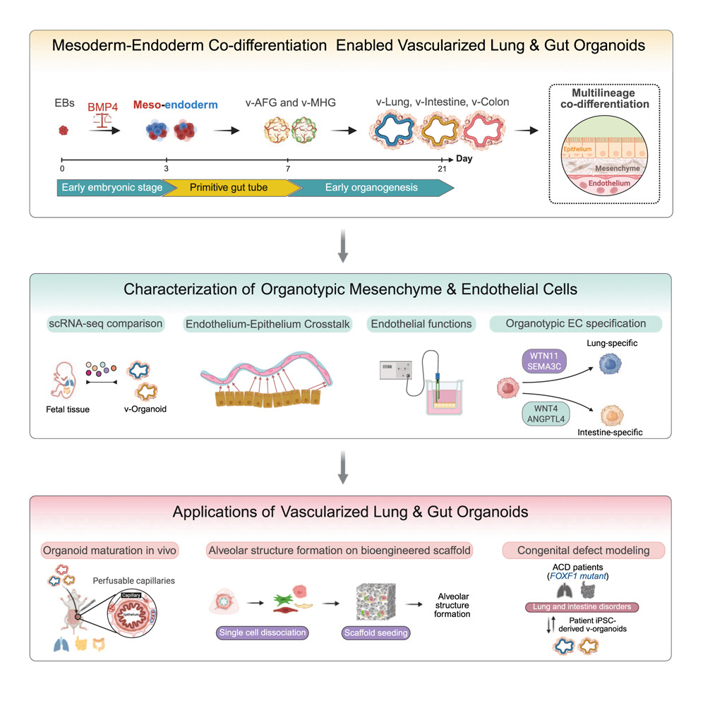 Stem Cell Podcast (@stemcellpodcast) on Twitter photo Drs. <a href="/SimonMiao6/">Simon Miao</a>, Nicole Pek (<a href="/two_cells/">Nicole Pek (she/her)</a>), and Drs. Minzhe Guo and <a href="/MingxiaGu/">Mingxia Gu</a>'s labs co-differentiated mesoderm and endoderm in the same spheroid to vascularize lung and intestinal #organoids!
<a href="/CellCellPress/">Cell</a> article: bit.ly/3H1ar4V
Discussion: bit.ly/44YrzjU Drs. <a href="/SimonMiao6/">Simon Miao</a>, Nicole Pek (<a href="/two_cells/">Nicole Pek (she/her)</a>), and Drs. Minzhe Guo and <a href="/MingxiaGu/">Mingxia Gu</a>'s labs co-differentiated mesoderm and endoderm in the same spheroid to vascularize lung and intestinal #organoids!
<a href="/CellCellPress/">Cell</a> article: bit.ly/3H1ar4V
Discussion: bit.ly/44YrzjU