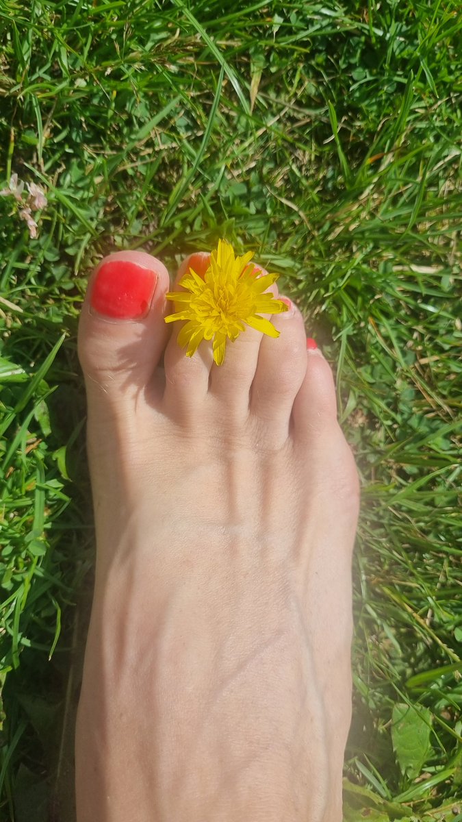 pipsy80's tweet image. Was just walking across the garden to look at this beauty π¦ when my veiny finger toes kindly picked a flower for me! ππ