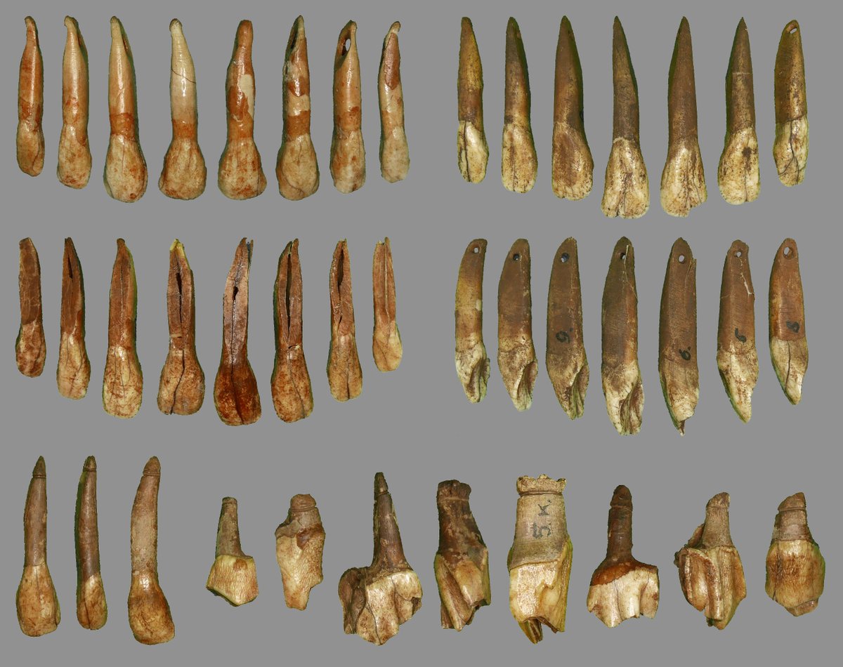 Aimee Little and Andy Needham, Department of Archaeology, have just released some new research with colleagues from the University of Helsinki, identifying how Mesolithic people may have extracted animal teeth for personal ornaments link.springer.com/article/10.100…