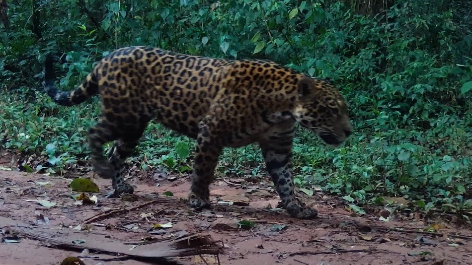 imibiomisiones's tweet image. ¡Gran Noticia! #Misiones tiene un nuevo #yaguareté 🐆Te compartimos la historia de #Kunumí, una hembra que en 2024 se salvó de la muerte y días atrás fue divisada transitando por la #SelvaMisionera junto a un nuevo cachorro. 
💻Nota completa en web
@gobmisiones 
@AvesArgentinas