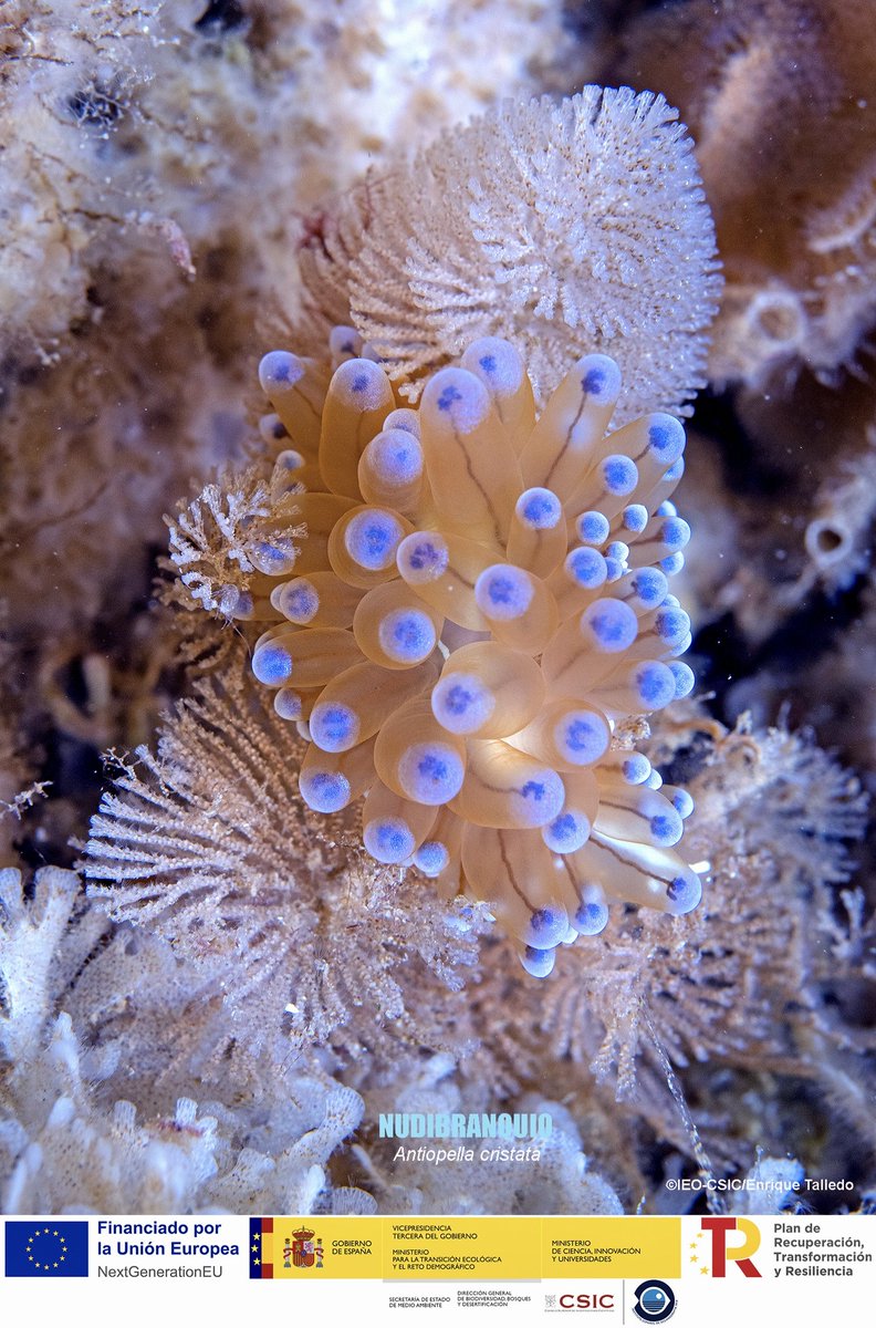 BIODIV_SOCAVA's tweet image. CRIATURAS MÁGICAS 🌊✨ En las profundidades que exploramos los científicos/as del centro oceanográfico de Santander, entre paredes de roca sumergidas tapizadas de vida, habita una joya marina: Antiopella cristata.
Este nudibranquio, con su delicada cresta compuesta de numerosos…