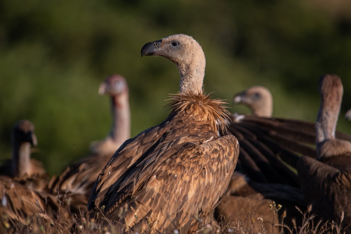 BIRDING IN EXTREMADURA (@birdextremadura) on Twitter photo Buitres leonados
#Extremadura
📸 <a href="/extremadura_tur/">Extremadura Turismo</a>
#BuitreLeonado
#GypsFulvus
#GriffonVulture Buitres leonados
#Extremadura
📸 <a href="/extremadura_tur/">Extremadura Turismo</a>
#BuitreLeonado
#GypsFulvus
#GriffonVulture
