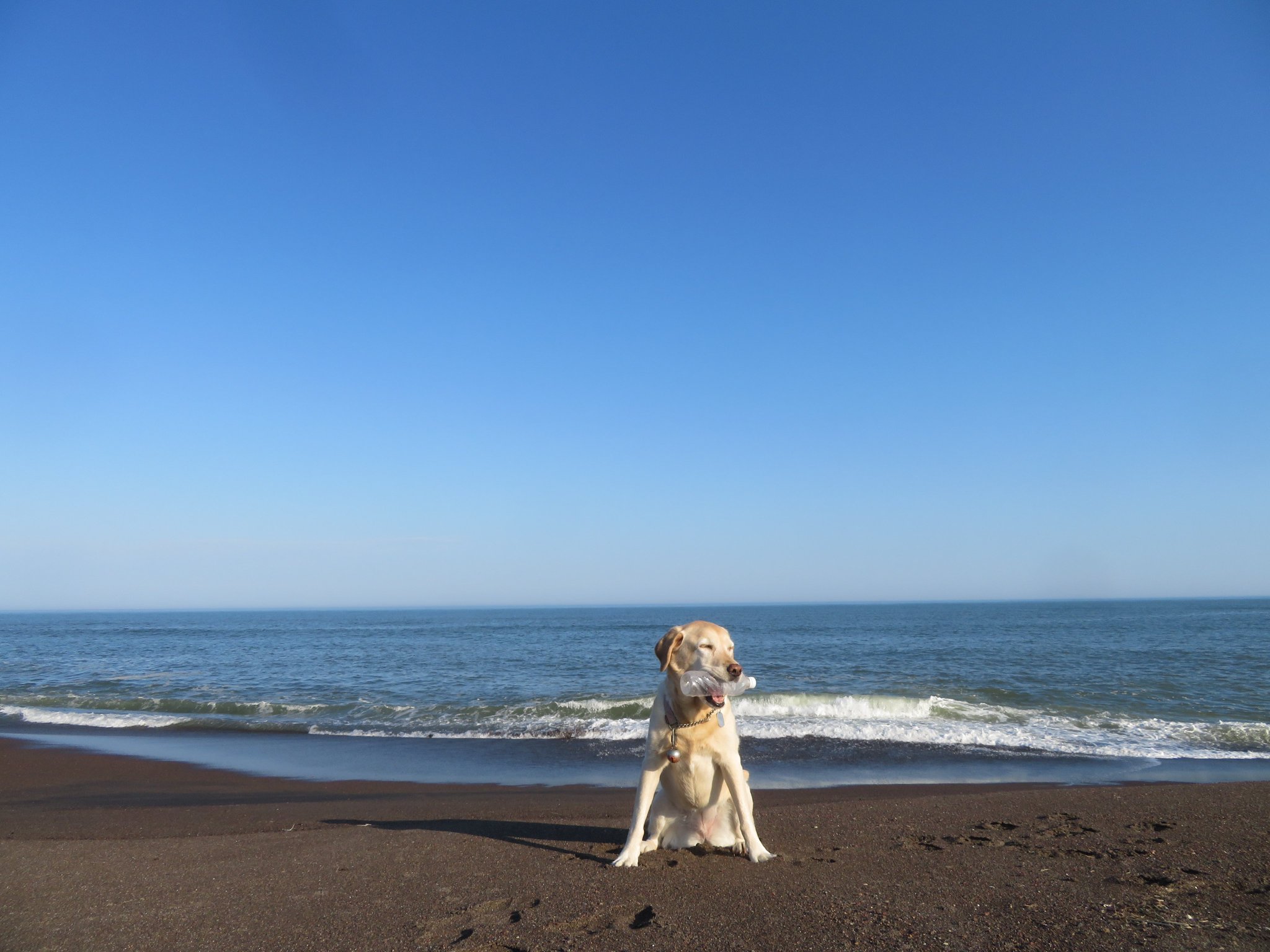 【世界にひとつ】一閑張り　赤　おめでたい　　カラフル　こま犬 AZONE INTERNATIONAL::えっくす☆きゅーと::商品詳細