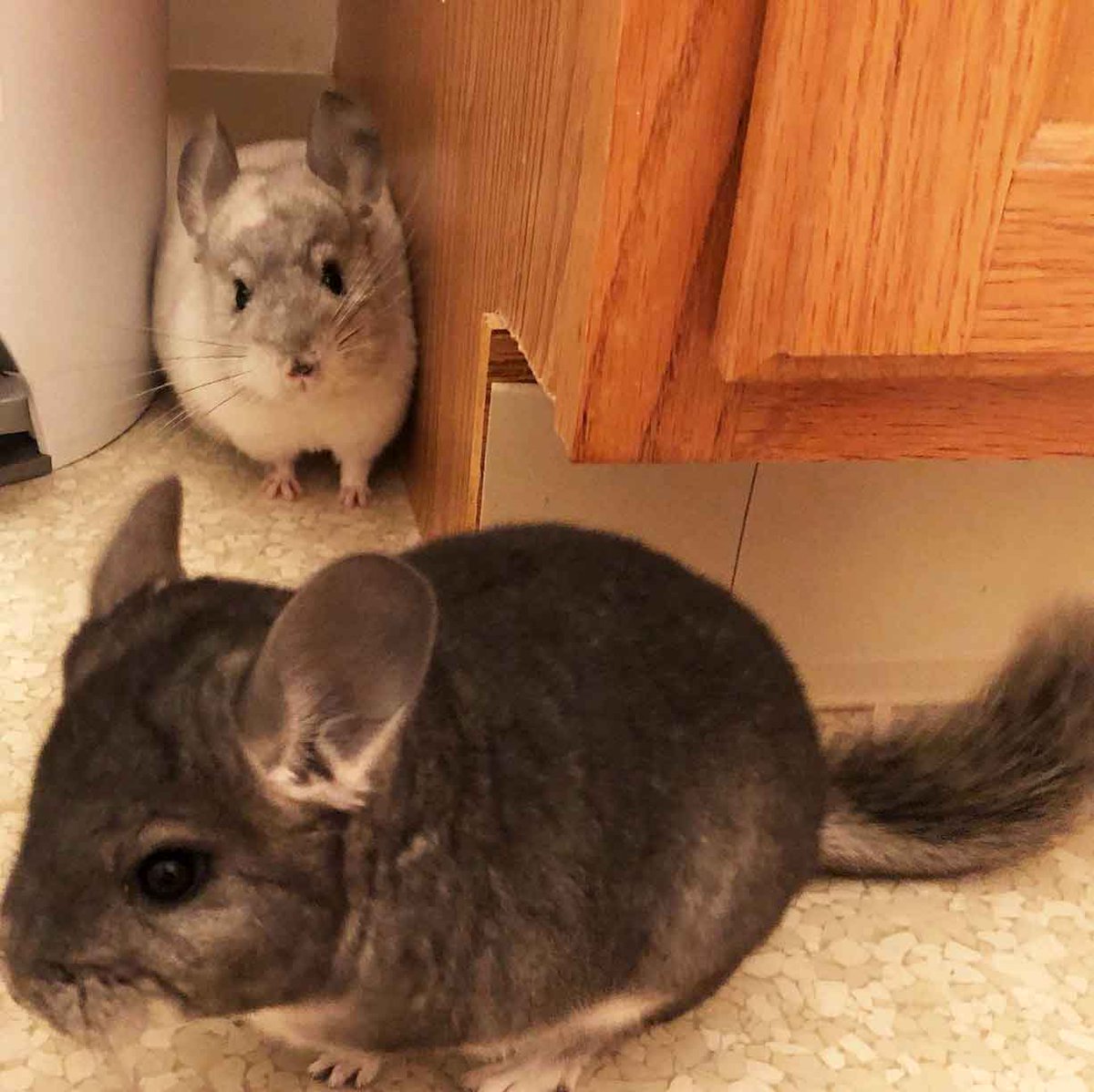 Chinchilla Every Hour (and a half) (@chinchillahour) on Twitter photo 