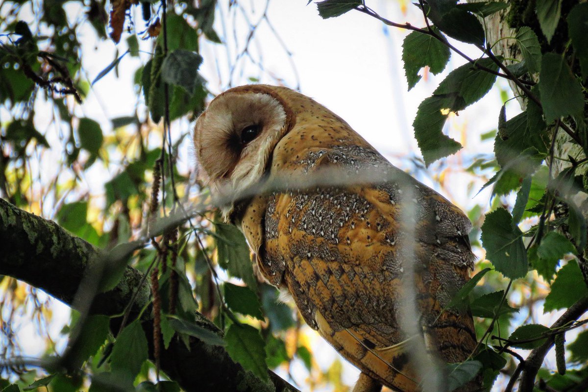 pnwkate's tweet image. Barn owl beauty in the birch trees 🖤BC🇨🇦
bio.link/pacificnorthwe…