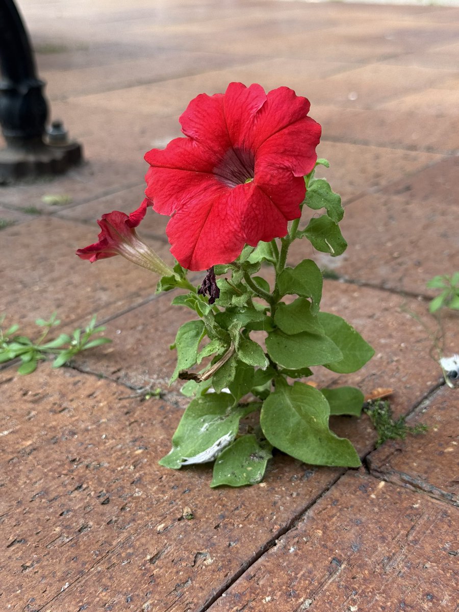 rfhirschfeld's tweet image. Sidewalk Petunia