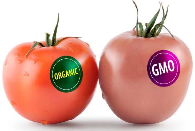 dietbloom's tweet image. GMO is trending again.
But how about we skip the emotions and focus on what really matters?
What’s the future of food in Nigeria?
What does this mean for your health?
What exactly is GMO, and has it come to stay?
We’ll break it all down in this thread, so stick with us. 🧵