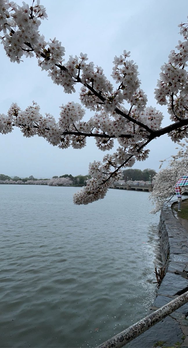 Cherry Blossom