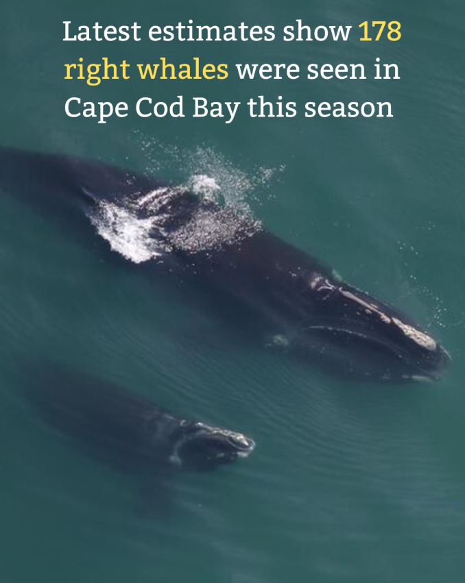 MassDFG's tweet image. Did you know that over half of the North Atlantic right whale population visits Massachusetts each year? 🐋
This year, 178 right whales and 8/11 known mother-calf pairs were spotted in Cape Cod Bay!
Learn more > lnkd.in/e2QXfzBv @MassDMF @CCSPtown