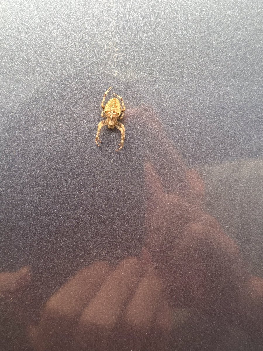 thoughtlungs's tweet image. cross orb weaver rappelling down
#InsectThursday
(w/ one of those weird human creature things in the background)