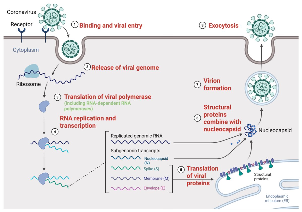 SARS-CoV-2 Replication Revisited: Molecular Insights and Current and Emerging Antiviral Strategies 🦠💉

by Bryan John J. Subong and Imelda L. Forteza

Check more information below: 📖👇
brnw.ch/21wUopE