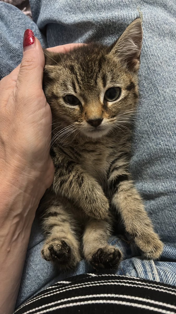 SCRABBLE &amp; WALLY - Looking for a home  #FindEachOther #AdoptDontShop #Essex #Southend #RSPCA

<a href="/RSPCA_official/">RSPCA (England & Wales)</a> 

rspca.org.uk/local/essex-so…