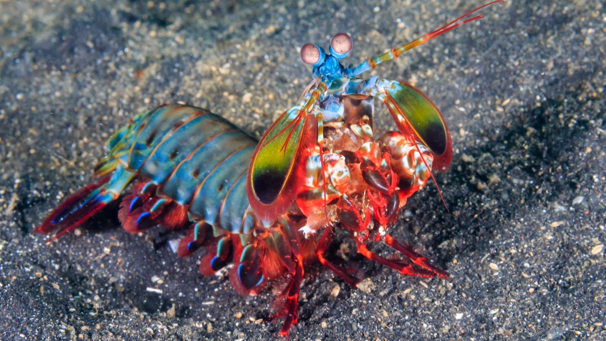 oceana's tweet image. POWER PUNCH: The peacock mantis shrimp might be small, but it packs quite the punch! 🥊
These ocean animals are famous for the powerful blows they deliver to crack open the shell of the clams and crabs they hunt.
Learn more: oceana.ly/40vYKdf