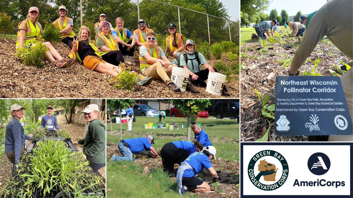 ServeWisconsin's tweet image. Shout out to @CityofGreenBay Conservation Corps @AmeriCorps members, who have collaborated with @GreenBayPRF, Green Bay Botanical Garden, & local volunteers to plant nearly 10,000 native plants at several parks this summer as part of the Northeast Wisconsin Pollinator Corridor!