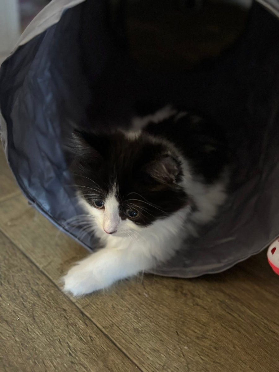 UNO &amp; BATTLESHIP - Looking for a home  #FindEachOther #AdoptDontShop #Essex #Southend #RSPCA

<a href="/RSPCA_official/">RSPCA (England & Wales)</a>

rspca.org.uk/local/essex-so…