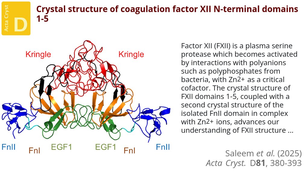 ActaCrystD's tweet image. To investigate coagulation factor XII ligand binding, crystal structures of its five N-terminal domains and of its FnII domain bound to Zn2+ were determined @UniofNottingham @universityleeds #FactorXII #FibronectinTypeIIDomain #KringleDomain doi.org/10.1107/S20597…