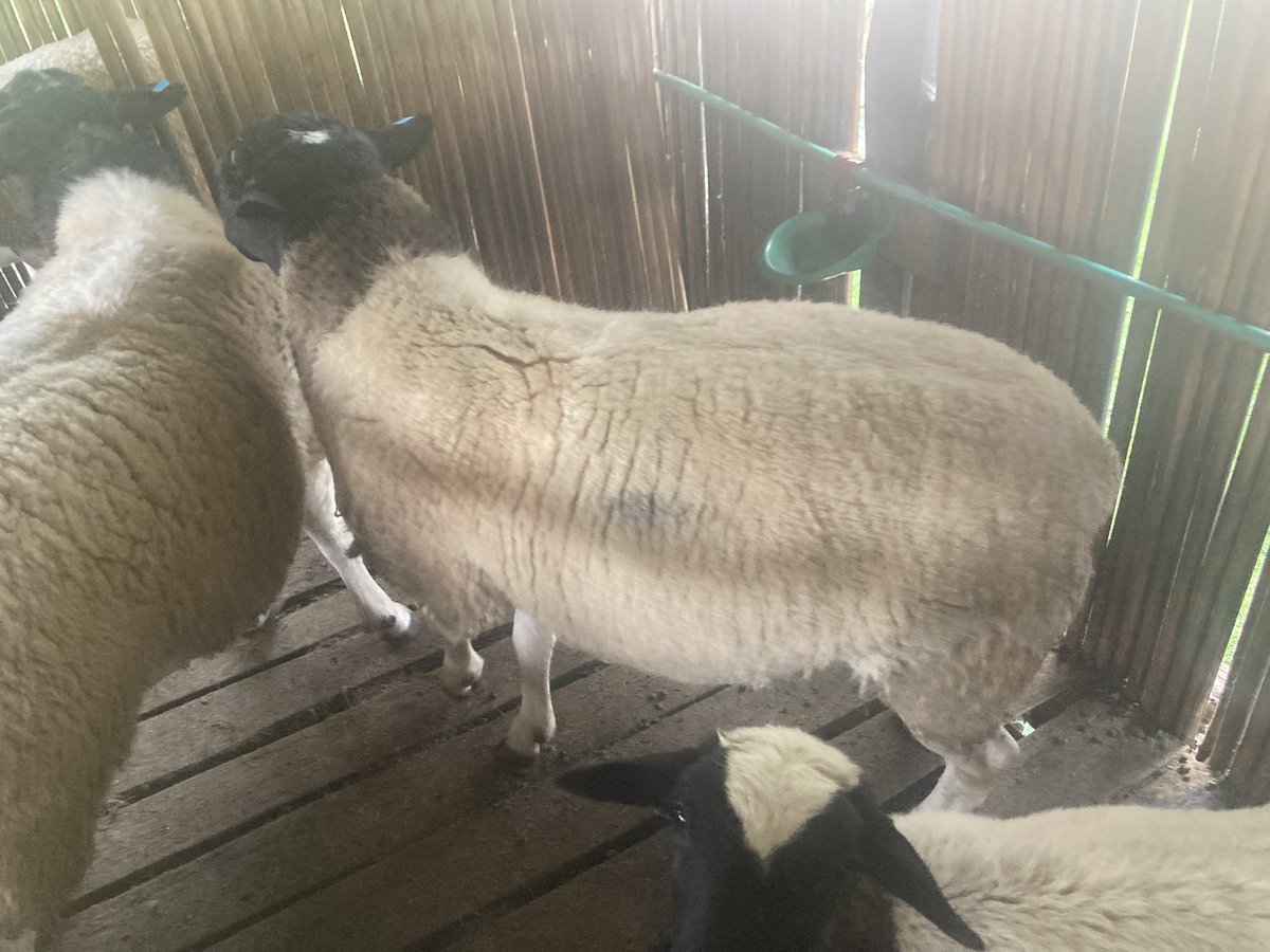 SirClaise's tweet image. Our two prized rams, the larger ☝️ nicknamed “Monster Among Men,” weigh 108 kgs of pure breeding excellence with two prominent teeth Beside him, the sleeker Chepnyogat at 90 kgs with his single distinctive tooth, he possessed an elegance that spoke of refined genetics 🧬.