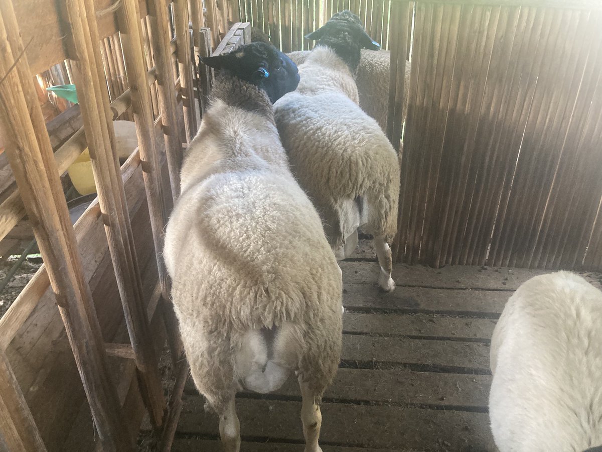 SirClaise's tweet image. Our two prized rams, the larger ☝️ nicknamed “Monster Among Men,” weigh 108 kgs of pure breeding excellence with two prominent teeth Beside him, the sleeker Chepnyogat at 90 kgs with his single distinctive tooth, he possessed an elegance that spoke of refined genetics 🧬.